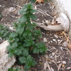 Urtica sp. at Reid, ACT - 27 May 2018