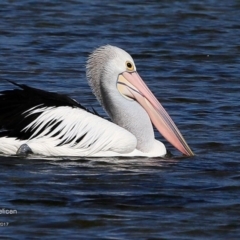 Pelecanus conspicillatus at undefined - 25 May 2017 12:00 AM