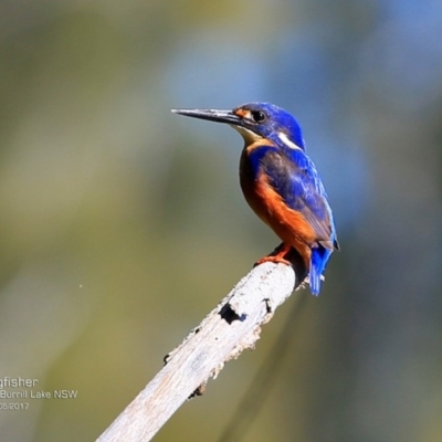 Ceyx azureus (Azure Kingfisher) at Undefined - 23 May 2017 by CharlesDove