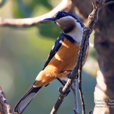 Acanthorhynchus tenuirostris (Eastern Spinebill) at South Pacific Heathland Reserve - 20 May 2017 by Charles Dove