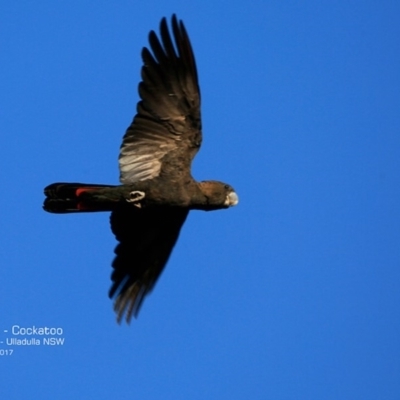 Calyptorhynchus lathami (Glossy Black-Cockatoo) at Undefined - 21 May 2017 by Charles Dove