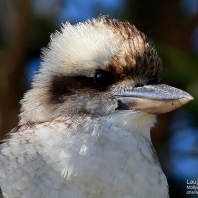 Dacelo novaeguineae (Laughing Kookaburra) at Undefined - 27 May 2017 by CharlesDove