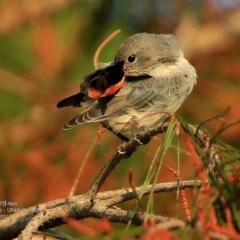 Dicaeum hirundinaceum (Mistletoebird) at Undefined - 24 May 2017 by CharlesDove