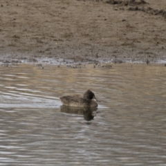 Stictonetta naevosa (Freckled Duck) at Illilanga & Baroona - 28 May 2018 by Illilanga