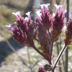 Verbena incompta (Purpletop) at Symonston, ACT - 27 May 2018 by Mike