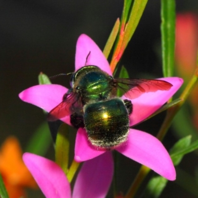 Xylocopa (Lestis) aerata (Golden-Green Carpenter Bee) at Acton, ACT - 18 May 2018 by TimL