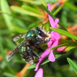 Xylocopa (Lestis) aerata at Acton, ACT - 18 May 2018 01:27 PM