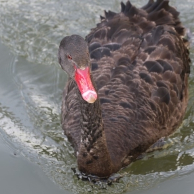 Cygnus atratus (Black Swan) at Kingston, ACT - 28 May 2018 by AlisonMilton