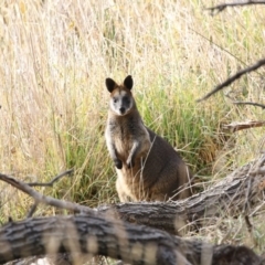 Wallabia bicolor (Swamp Wallaby) at Fyshwick, ACT - 28 May 2018 by Alison Milton