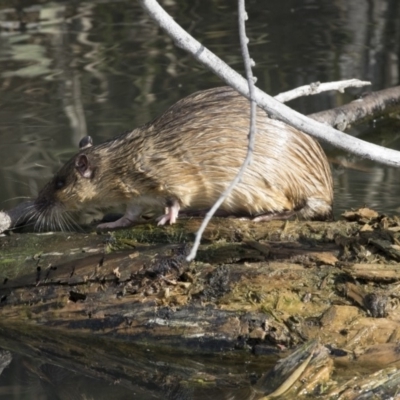 Hydromys chrysogaster (Rakali or Water Rat) at Fyshwick, ACT - 28 May 2018 by Alison Milton