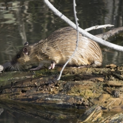 Hydromys chrysogaster (Rakali or Water Rat) at Fyshwick, ACT - 28 May 2018 by AlisonMilton