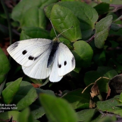 Pieris rapae (Cabbage White) at Ulladulla - Warden Head Bushcare - 9 May 2017 by Charles Dove