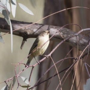 Smicrornis brevirostris at Fyshwick, ACT - 28 May 2018