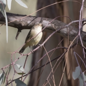 Smicrornis brevirostris at Fyshwick, ACT - 28 May 2018