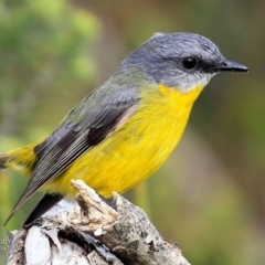 Eopsaltria australis (Eastern Yellow Robin) at Ulladulla - Warden Head Bushcare - 8 May 2017 by CharlesDove