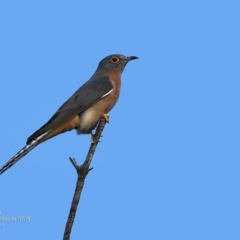 Cacomantis flabelliformis (Fan-tailed Cuckoo) at Ulladulla - Warden Head Bushcare - 9 May 2017 by CharlesDove