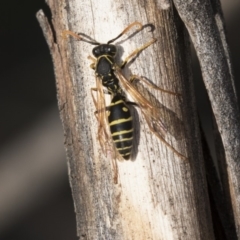 Polistes (Polistes) chinensis (Asian paper wasp) at Fyshwick, ACT - 28 May 2018 by Alison Milton