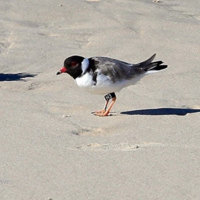 Charadrius rubricollis (Hooded Plover) at Batemans Marine Park - 10 May 2017 by CharlesDove