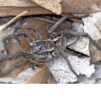 Tasmanicosa godeffroyi (Garden Wolf Spider) at Gungahlin, ACT - 28 May 2018 by jbromilow50