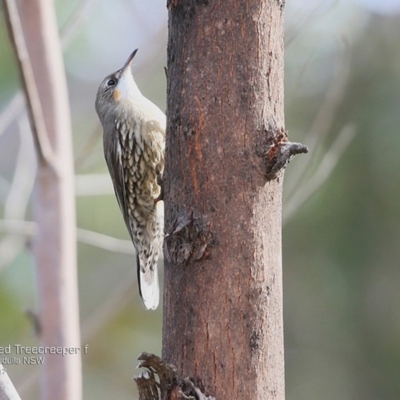 Cormobates leucophaea (White-throated Treecreeper) at Dolphin Point, NSW - 11 May 2017 by CharlesDove