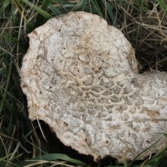 Agaricus sp. (Agaricus) at Fyshwick, ACT - 28 May 2018 by Alison Milton