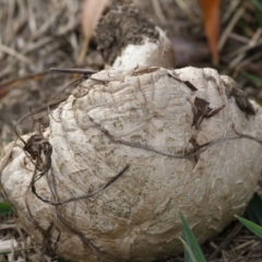 Agaricus sp. at Fyshwick, ACT - 28 May 2018 02:09 PM