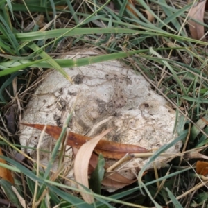 Agaricus sp. at Fyshwick, ACT - 28 May 2018 02:09 PM