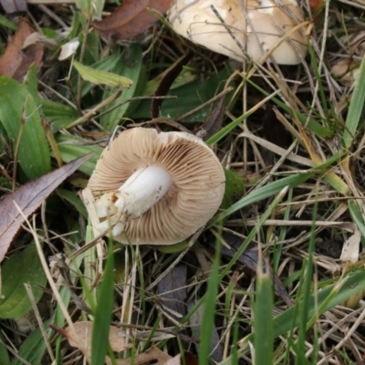 zz agaric (stem; gills white/cream) at Fyshwick, ACT - 28 May 2018 by Alison Milton