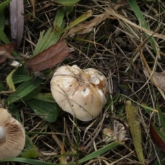 zz agaric (stem; gills white/cream) at Fyshwick, ACT - 28 May 2018