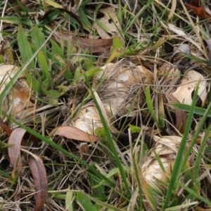 zz agaric (stem; gills white/cream) at Fyshwick, ACT - 28 May 2018