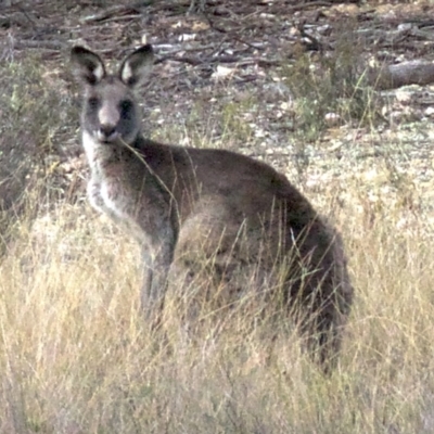 Macropus giganteus (Eastern Grey Kangaroo) at Gungahlin, ACT - 28 May 2018 by jbromilow50
