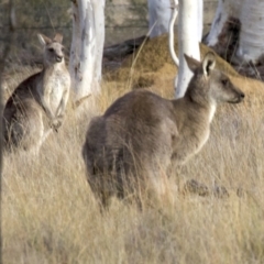 Macropus giganteus at Gungahlin, ACT - 28 May 2018