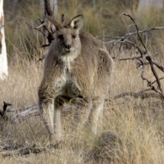 Macropus giganteus at Gungahlin, ACT - 28 May 2018