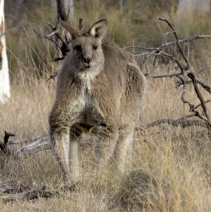 Macropus giganteus at Gungahlin, ACT - 28 May 2018