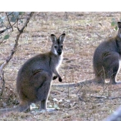 Notamacropus rufogriseus (Red-necked Wallaby) at Gungahlin, ACT - 28 May 2018 by jbromilow50