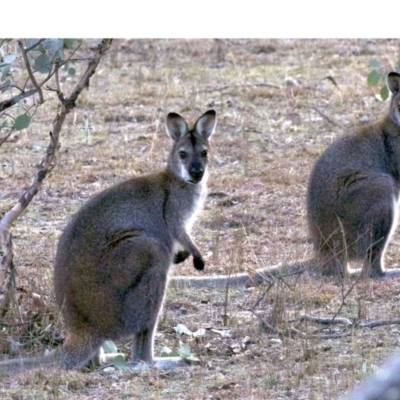 Notamacropus rufogriseus (Red-necked Wallaby) at Gungahlin, ACT - 28 May 2018 by jb2602