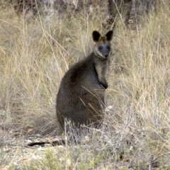 Wallabia bicolor (Swamp Wallaby) at Gungahlin, ACT - 28 May 2018 by jb2602