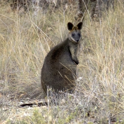 Wallabia bicolor (Swamp Wallaby) at Gungahlin, ACT - 28 May 2018 by jb2602
