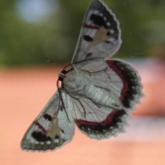 Crypsiphona ocultaria (Red-lined Looper Moth) at Aranda, ACT - 18 Jan 2009 by KMcCue