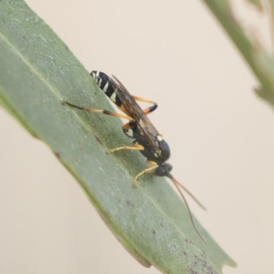 Ichneumonidae (family) (Unidentified ichneumon wasp) at Fyshwick, ACT - 28 May 2018 by AlisonMilton