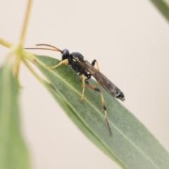 Ichneumonidae (family) at Fyshwick, ACT - 28 May 2018 02:28 PM