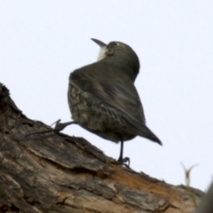 Cormobates leucophaea (White-throated Treecreeper) at Gungahlin, ACT - 28 May 2018 by jbromilow50