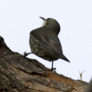 Cormobates leucophaea at Gungahlin, ACT - 28 May 2018