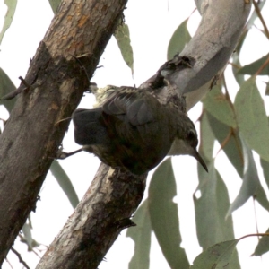 Cormobates leucophaea at Gungahlin, ACT - 28 May 2018