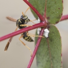Polistes (Polistes) chinensis (Asian paper wasp) at Fyshwick, ACT - 28 May 2018 by Alison Milton