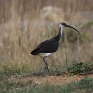 Threskiornis spinicollis at Fyshwick, ACT - 28 May 2018