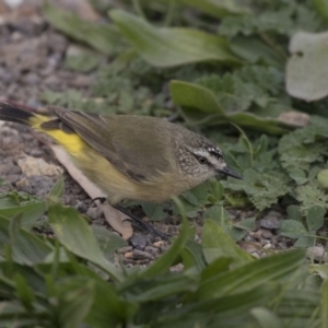 Acanthiza chrysorrhoa at Fyshwick, ACT - 28 May 2018