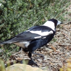 Gymnorhina tibicen (Australian Magpie) at Aranda, ACT - 5 Sep 2010 by KMcCue