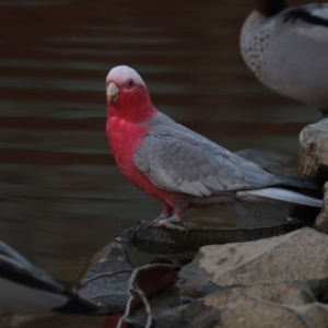 Eolophus roseicapilla at Belconnen, ACT - 28 May 2018