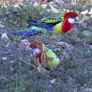 Platycercus eximius at Ainslie, ACT - 23 May 2018